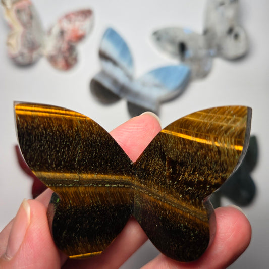 Tiger Eye Butterfly