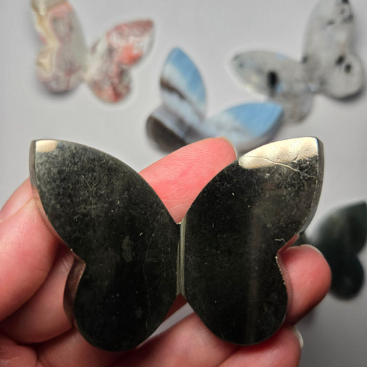 Indian Pyrite Butterfly
